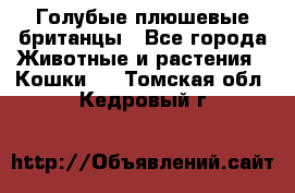 Голубые плюшевые британцы - Все города Животные и растения » Кошки   . Томская обл.,Кедровый г.